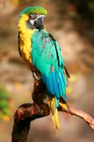 Parrot